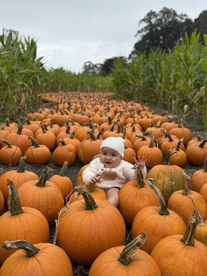 Arata's Pumpkin Farm