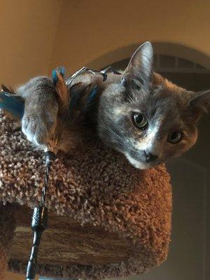 P Is 4 Paws Pet Care