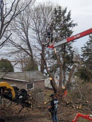 Massive tree removed in 35 minutes!