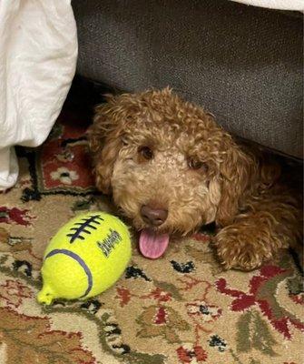 Juno, the Mini Goldendoodle!