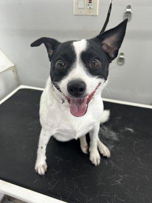 Gentle Paws Pet Grooming