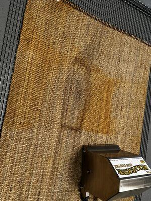 Sisal rug before cleaning during dusting process before urine decontamination and wash