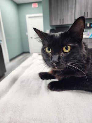 Beachside Animal Hospital