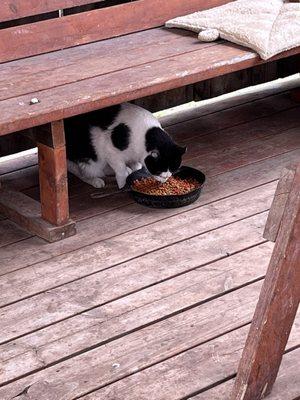 Black Hills Wild Horse Sanctuary