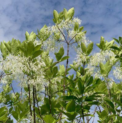 Sweetbay Magnolia Blossoming Tree
