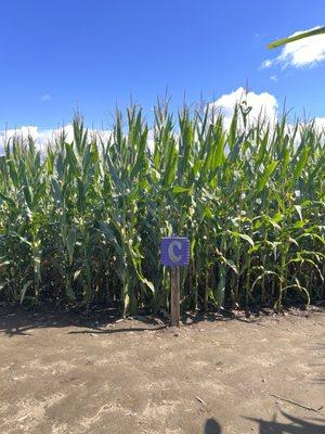 Great Vermont Corn Maze