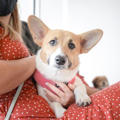 Your Pets Vets Woodlands