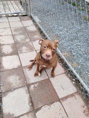 Rustic Pine Pet Lodge