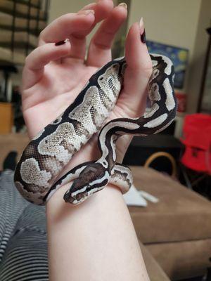 Wilbanks Captive Bred Reptiles