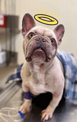 My forever buddy Toro.