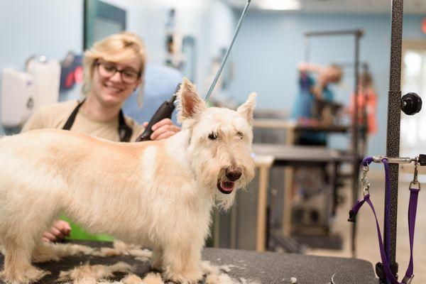 Our Pet Stylists are artists!