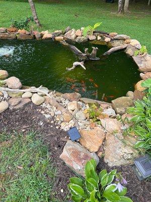 Healthy goldfish in my new water garden!