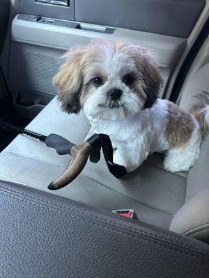 Scooby Dooz Dog Grooming