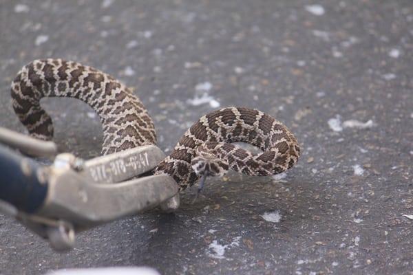 Baby rattlesnake removed from a customers driveway