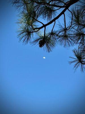 Picture of the moon from back deck