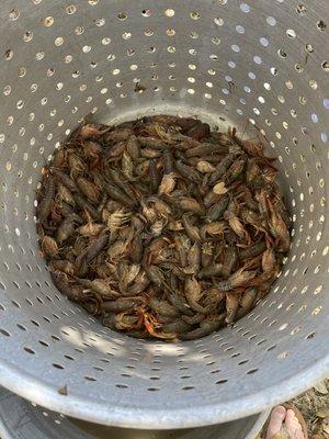 Dead. They are all dead!!!!!