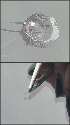 CHIP Happens Windshield Repair