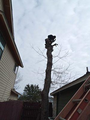 Francisco's Landscaping Services