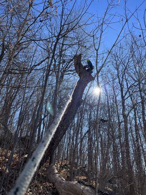 Krause Family Arborist