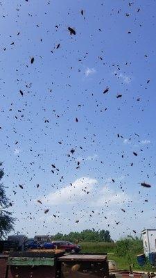 Swarm in the air