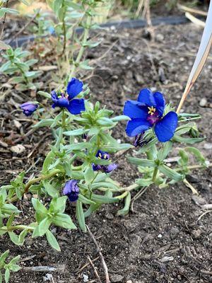 Armstrong Garden Centers