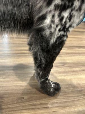 Woof Gang Bakery & Grooming Circle C