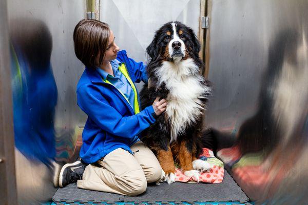 Care First Animal Hospital at Tryon