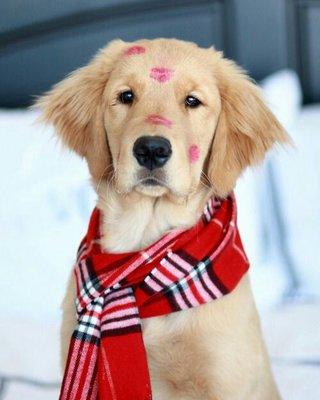 Puppy Luv Dog Grooming