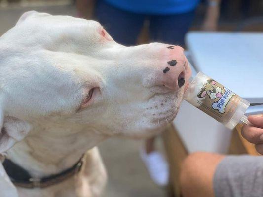 Pup A Chino Pup popz