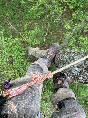 Blue Collar Tree Service