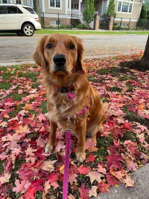 Rising Sun Veterinary Clinic