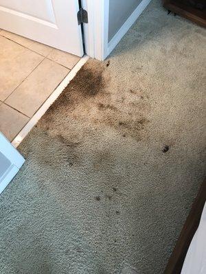 Fresh Carpet Care