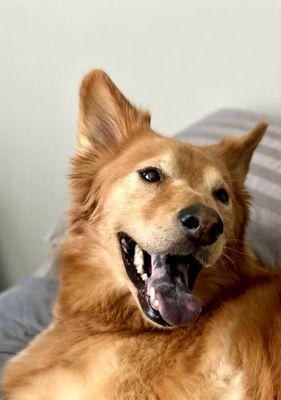 Animal Ultrasound Services