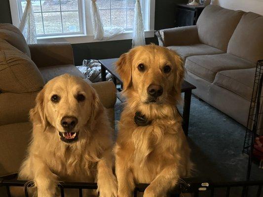 Lacey’s House Cleaning And More