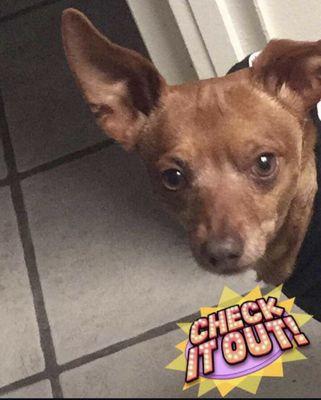 My sweet Angel boy Brownie 2009-2025 our best friend and beloved family member