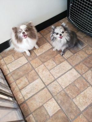 The Dog House Pet Salon