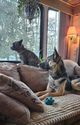 Lost Ball Canine Rescue