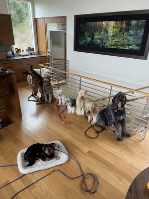 Concierge K-9 Training