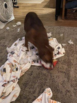 Alexa’s Pet Sitting Services