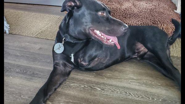 Mirandas Pet Grooming