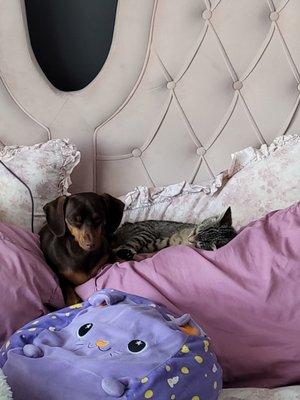 Coco Honey and Luna napping post vaccines