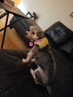 A Passion ForPets Playcare & Grooming