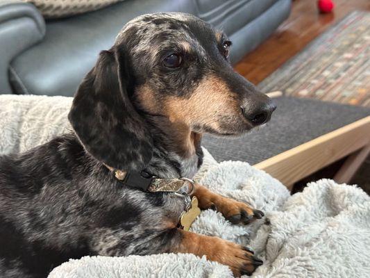 Freddys Mobile Grooming