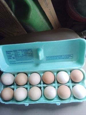 Nancy's Chickens Eggs and More
