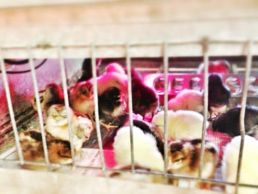 Whew! Chickens, turkeys and ducks were finally tracked down and delivered today.