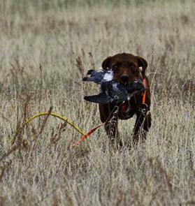 Jackson Creek Kennel