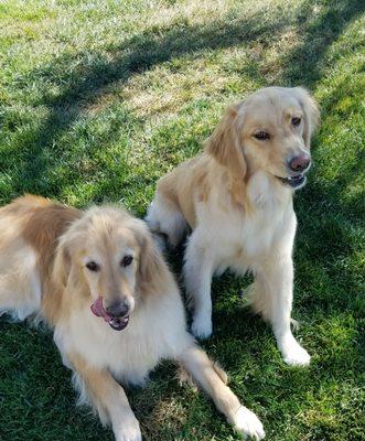 Cooper and Bailey love going on vacation to Nelly's Ark .