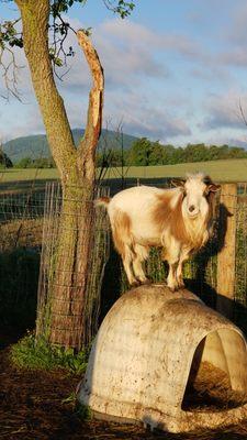 Handsome Nigerian Dwarf Buck