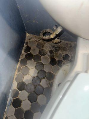 The Squeaky Clean Team