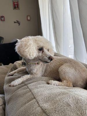 Alejandra's Dog grooming